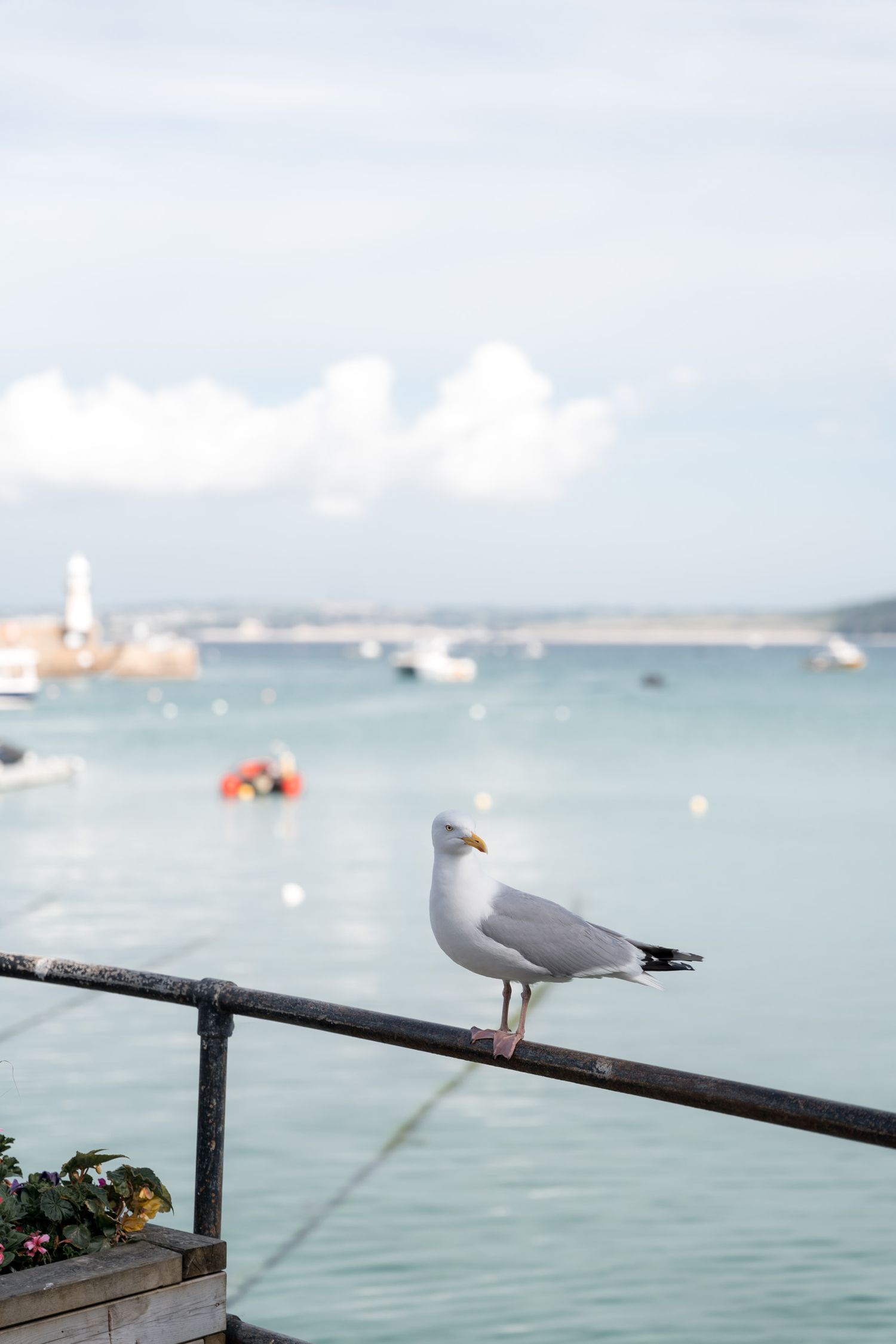 mouette au port de saint-yves dans les cornouailles en angleterre