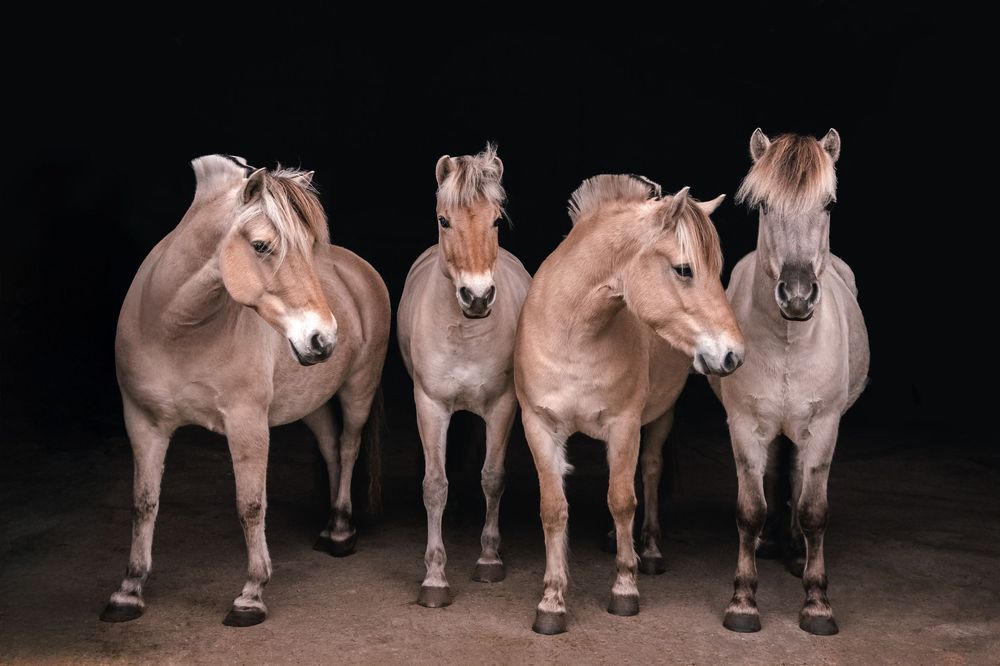 Fresia Visuals Equine