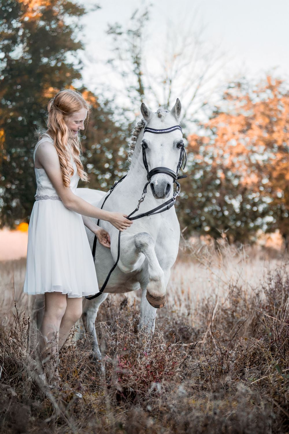 Fresia Visuals Equine