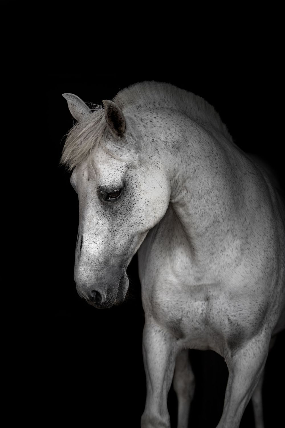 Fresia Visuals Equine