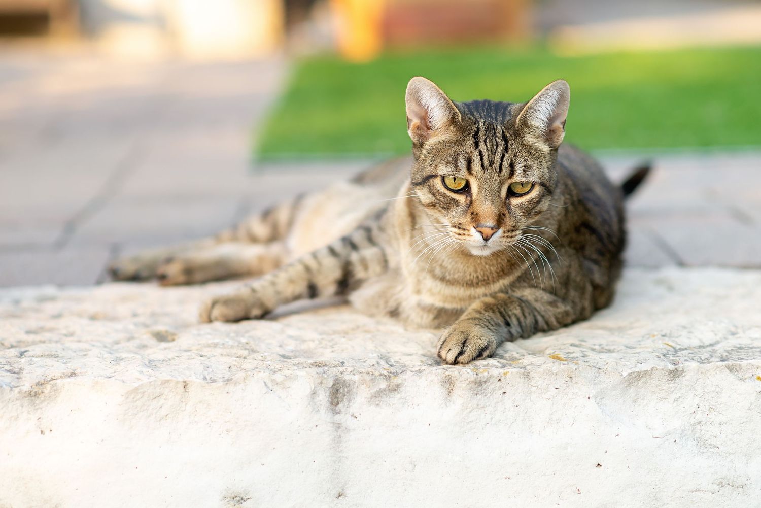 A tabby cat lounges outdoors in a series of connected photos showing it relaxing in different positions on a concrete surface.