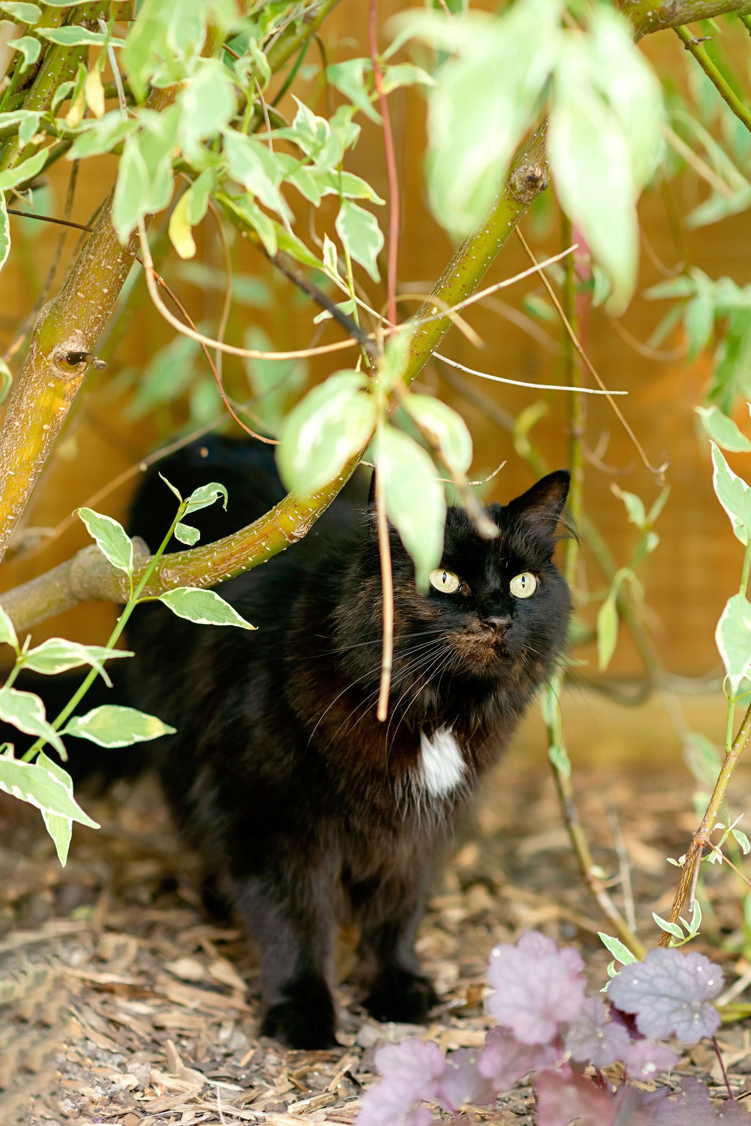Black and white cat with bright green eyes peeks out from under leafy branches near purple flowers in a garden setting.