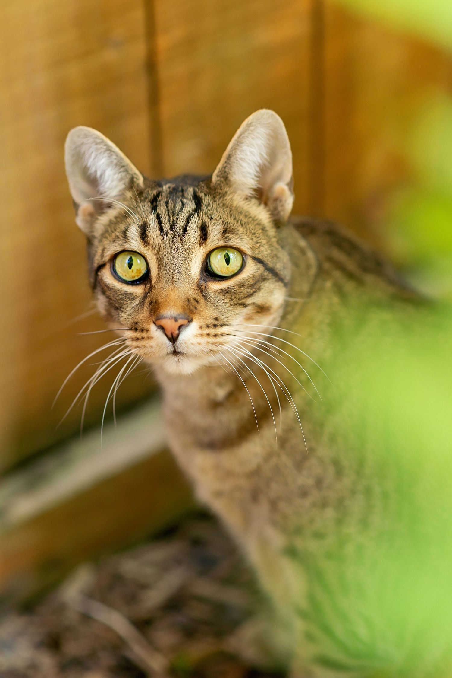 Close-up sequence of a tabby cat's face showing different expressions and head angles with bright yellow eyes.
