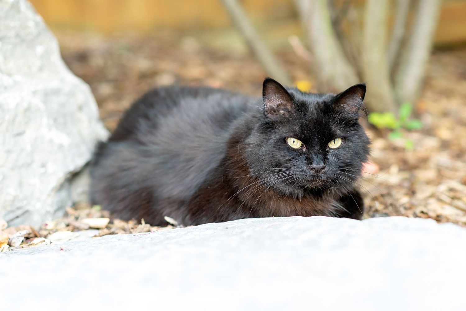 Six black cats with different poses lounging outdoors in a natural setting.
