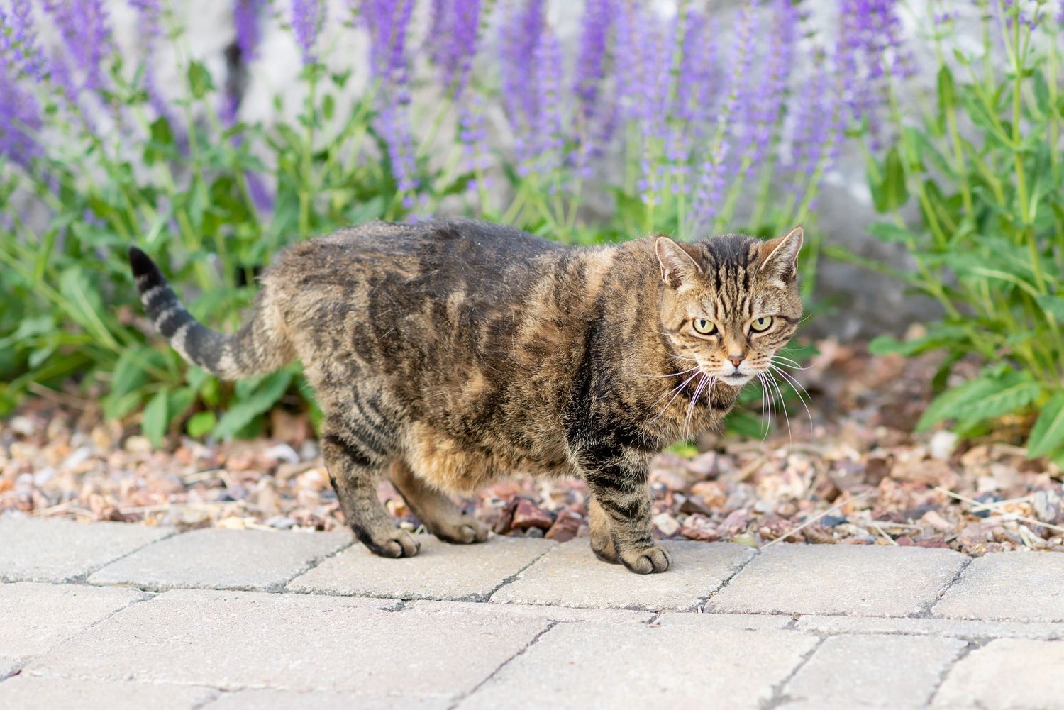 A brown tabby cat lounges on a garden path with purple lavender flowers blooming in the background.