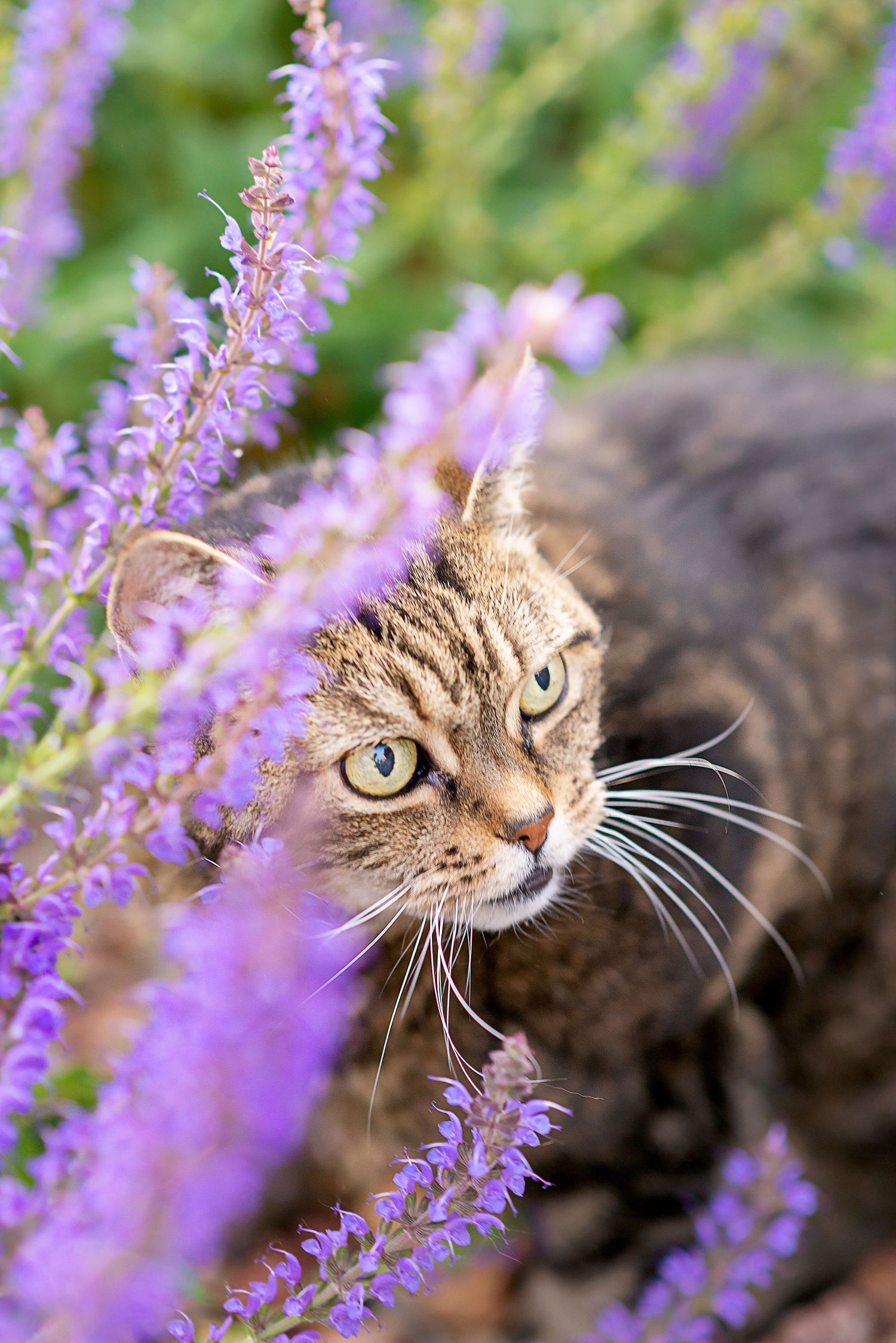 A curious tabby cat peers through blooming purple sage flowers in a garden setting.
