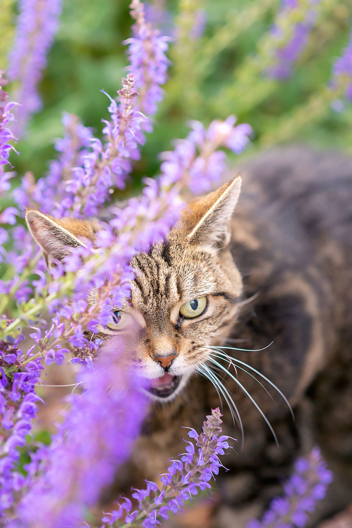 Tabby cat with bright blue eyes peeks through blooming purple lavender flowers in a garden.