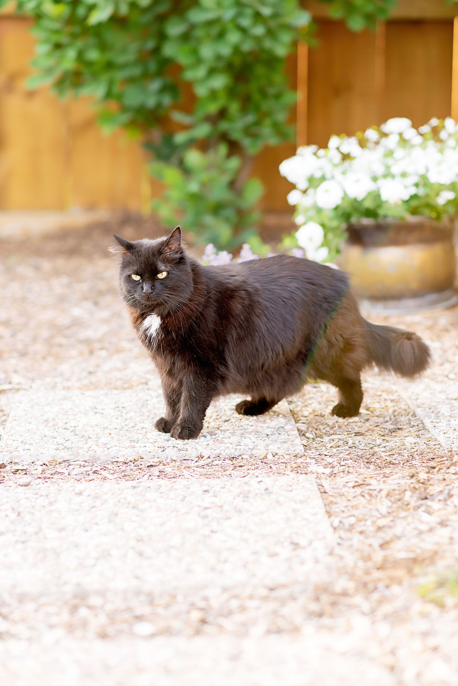 Long-haired black cat walking gracefully across a gravel path with green foliage in the background.