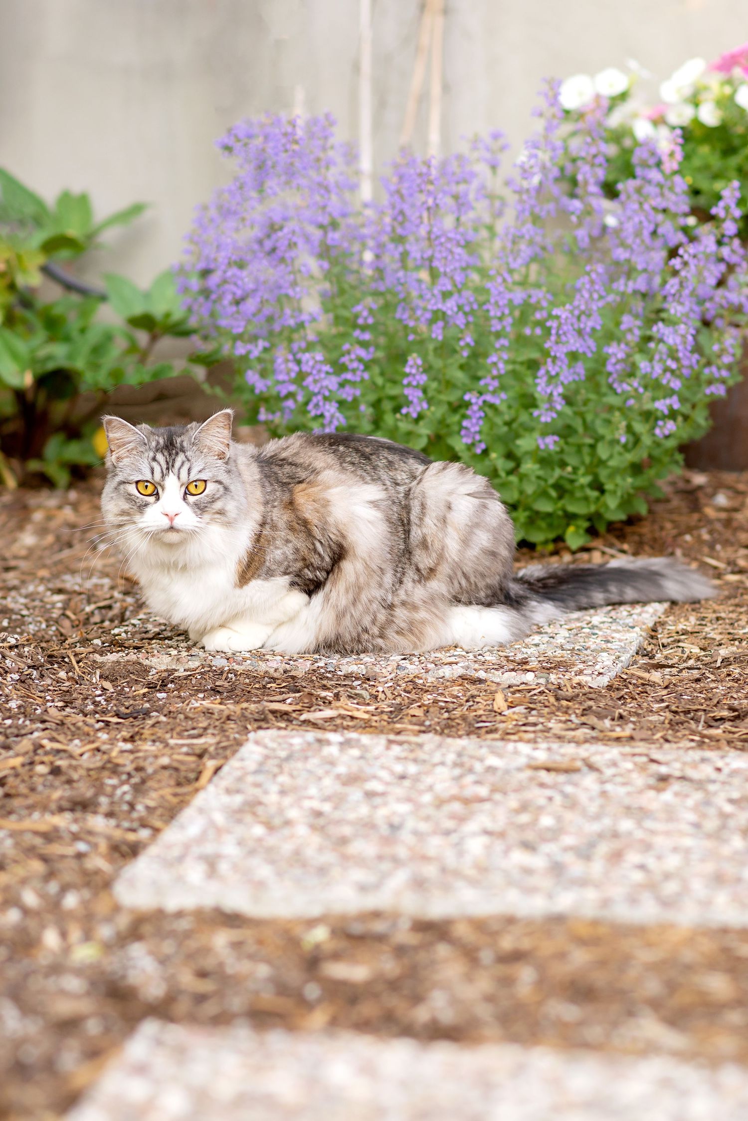 A fluffy gray and white cat lounges beneath blooming purple catmint flowers in a garden setting.