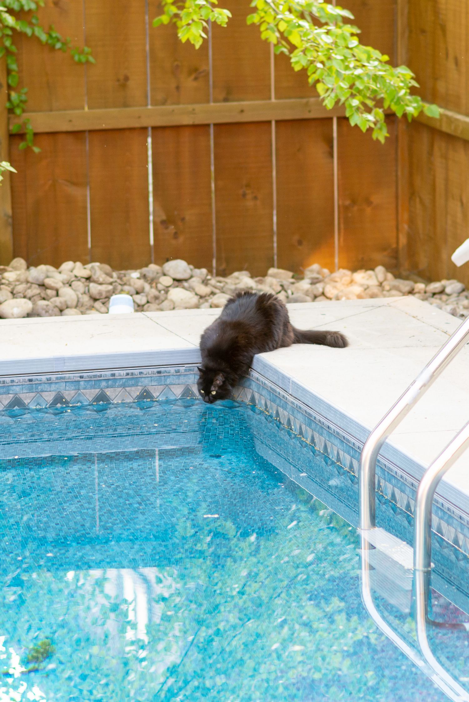 A sequence of photos showing a black cat jumping into a swimming pool from the edge.