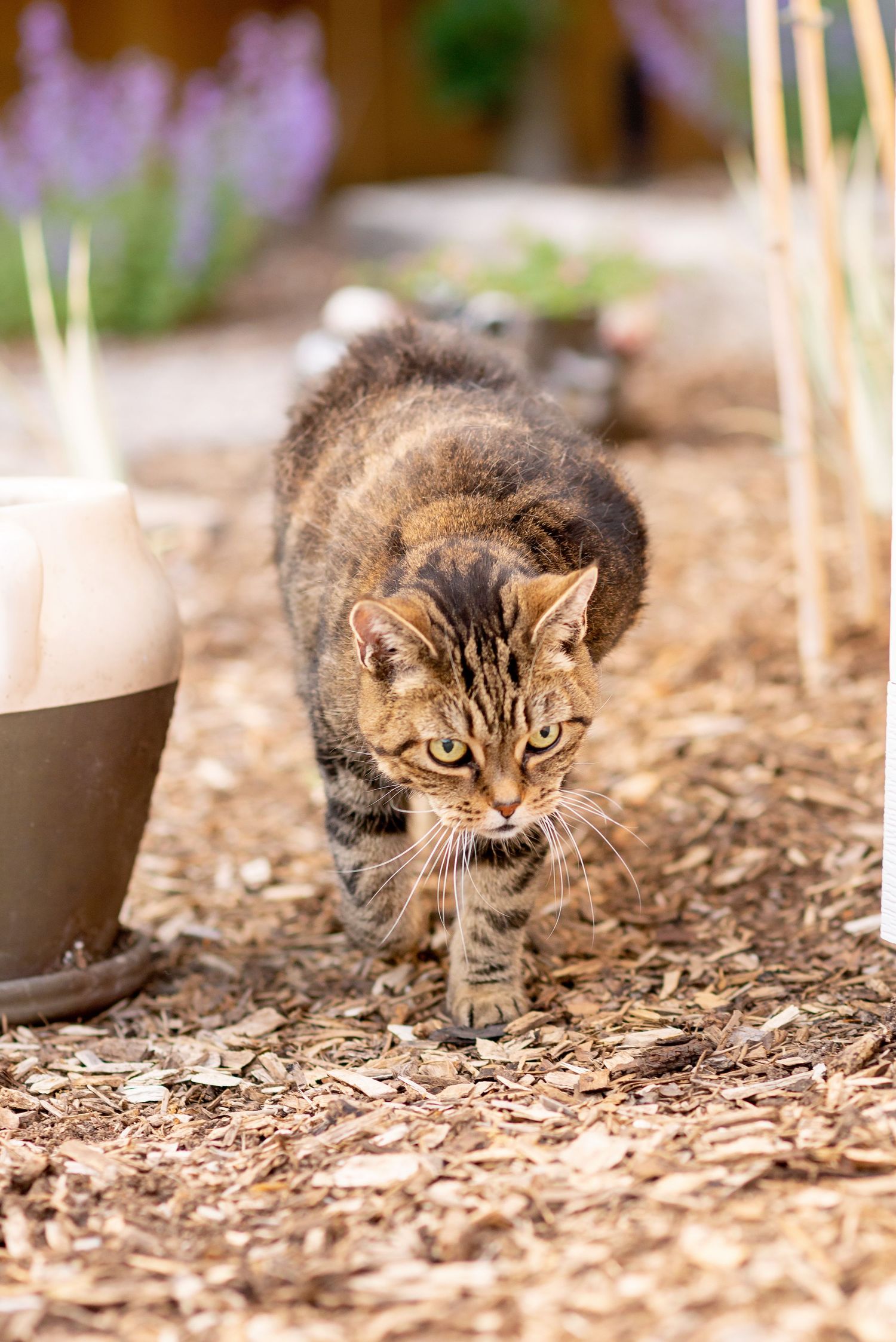 Tabby cat stalking through brown mulch and dried leaves in a garden setting.
