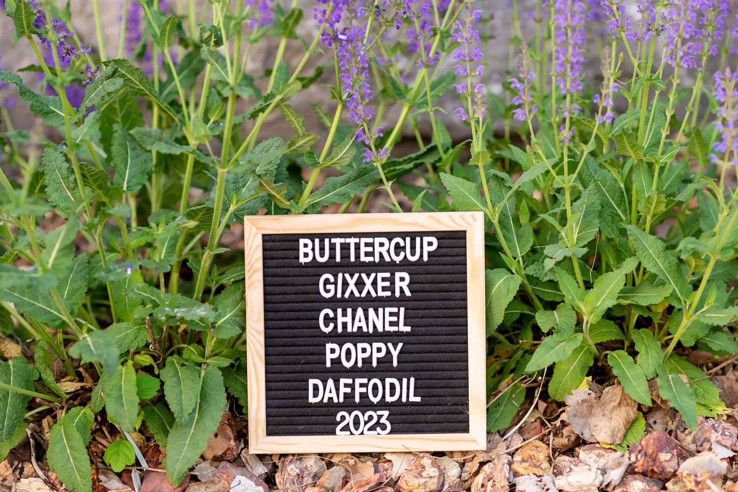 A black letter board with spring flower names sits among purple blooms and green foliage in a garden setting.