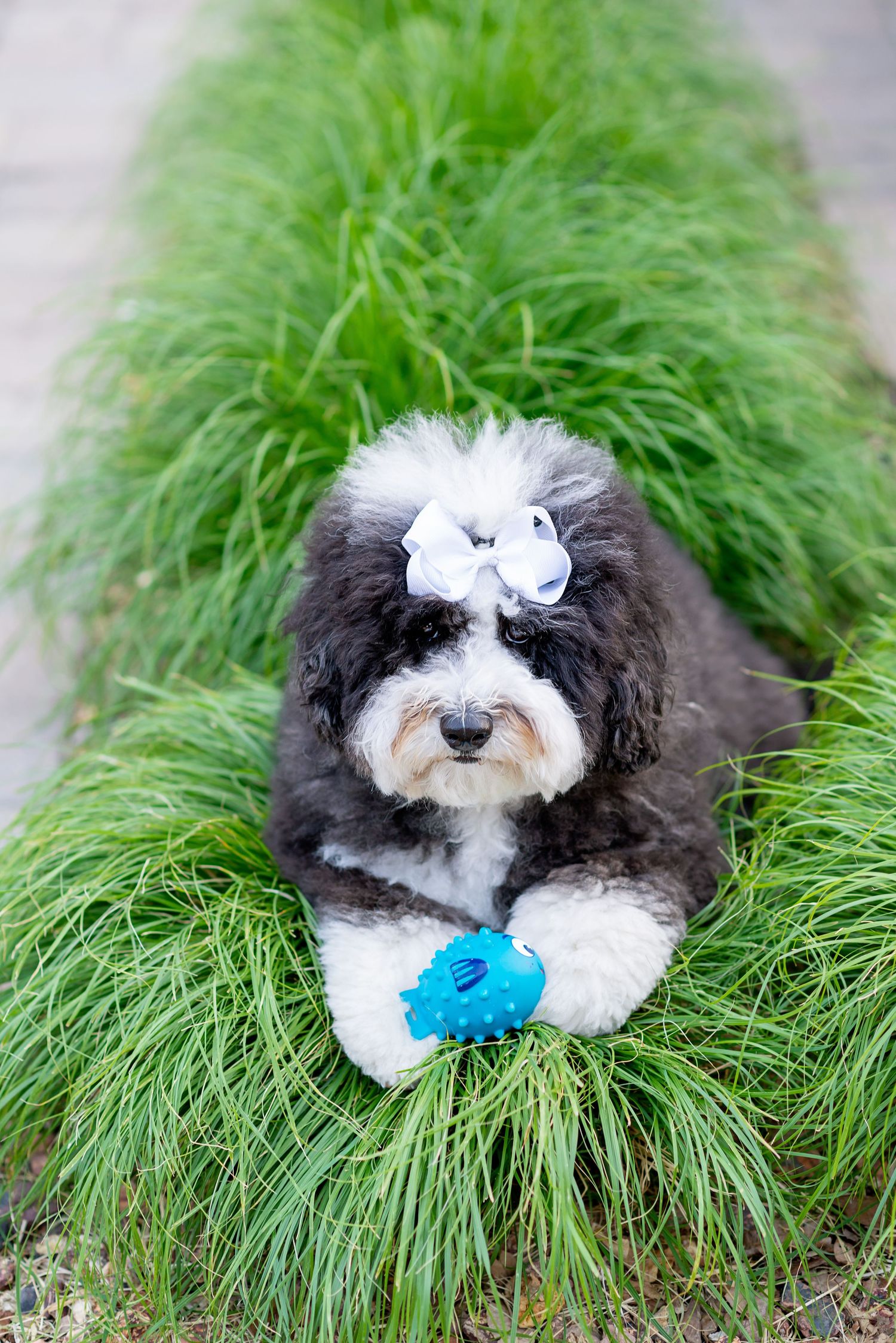 Black and white dog with fluffy fur lying in tall green grass with a blue toy.