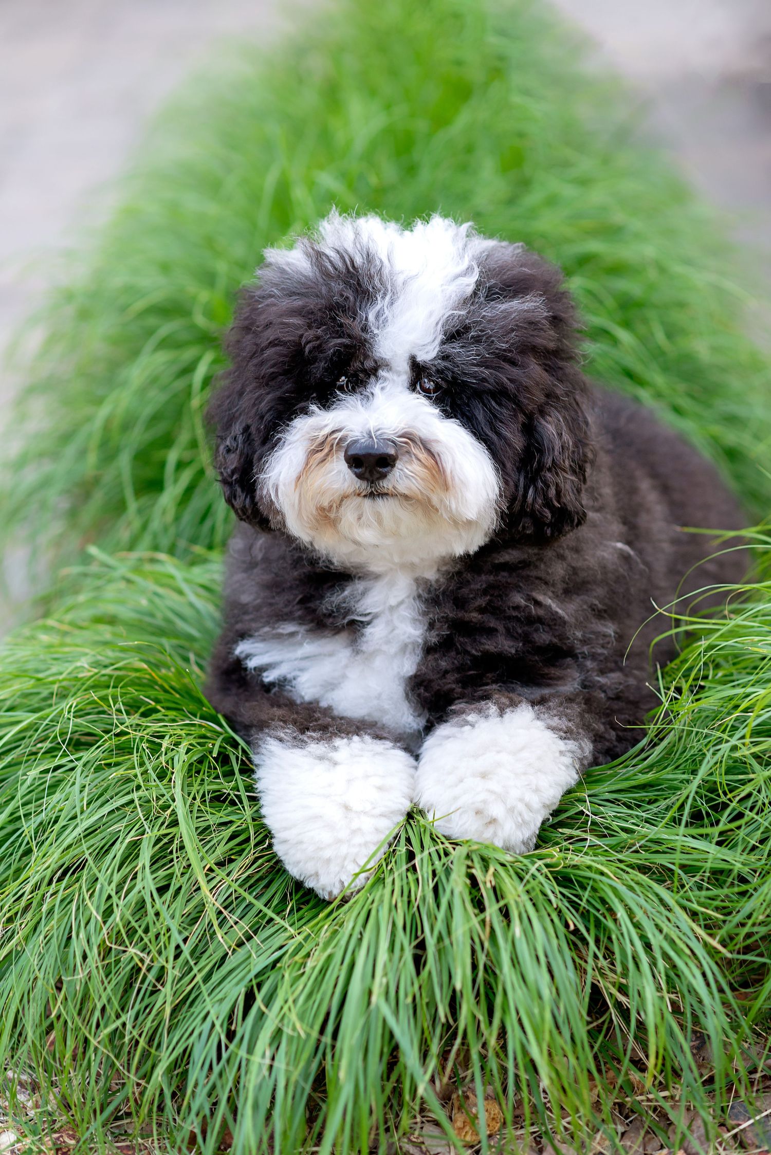 Black and white shaggy dog resting peacefully in a bed of lush green ornamental grass.