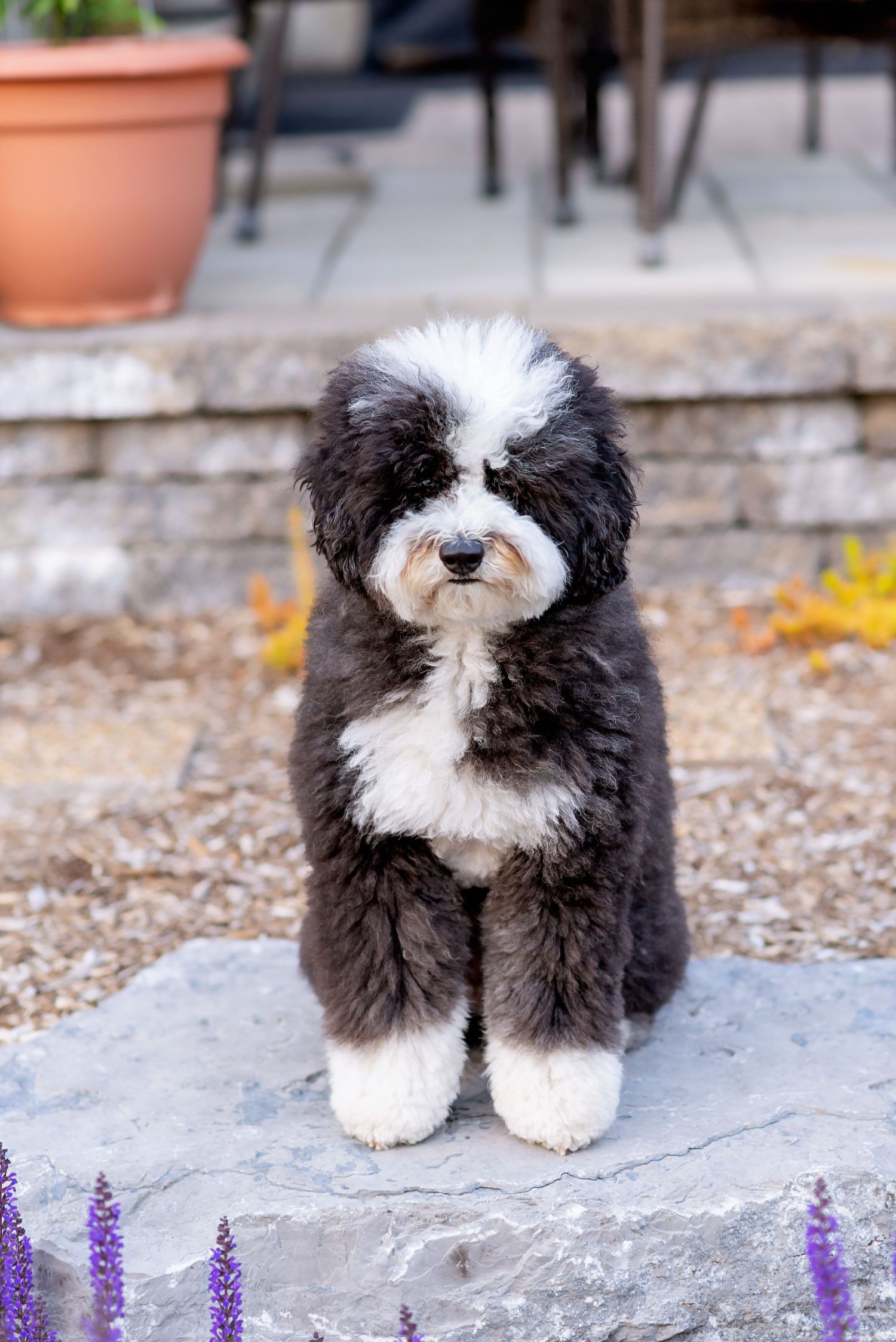 Black and white Old English Sheepdog puppy sitting on stone pavement with purple flowers in the background.