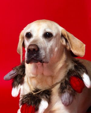 Timeless and luxurious Christmas photography for pets and their owners, created in Bradenton photo studio with festive atmosphere
