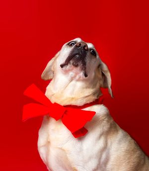 Festive holiday pet portrait in Bradenton studio with white Christmas trees and glowing red ornaments
