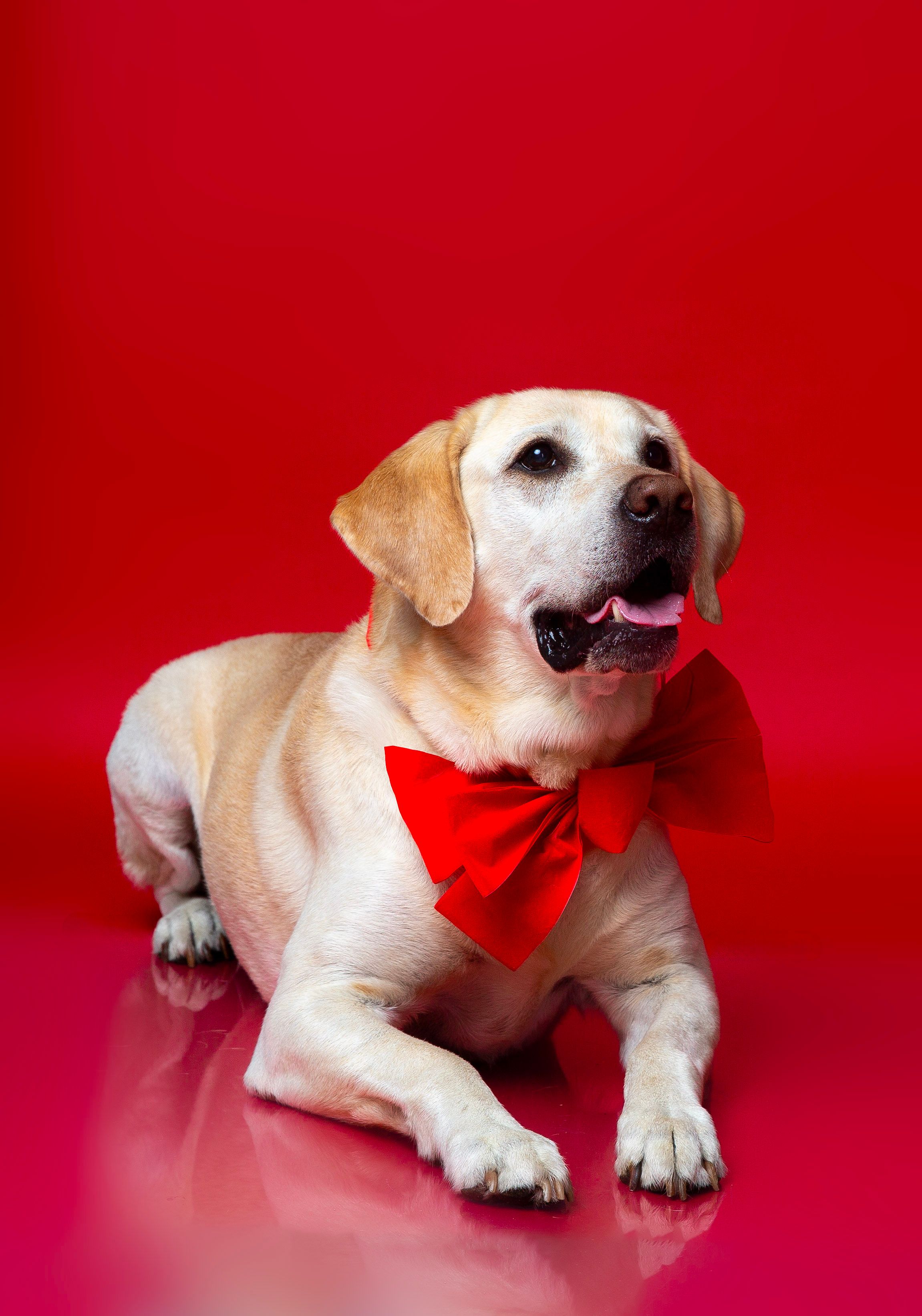 Festive holiday pet portrait in Bradenton studio with white Christmas trees and glowing red ornaments