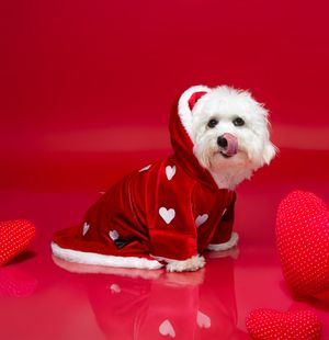 Timeless and luxurious Christmas photography for pets and their owners, created in Bradenton photo studio with festive atmosphere