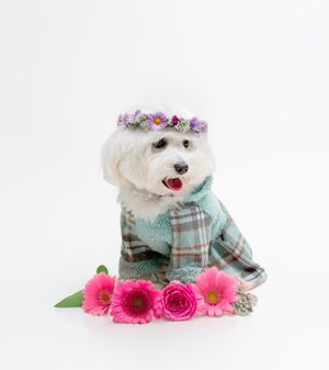 Timeless and luxurious Christmas photography for pets and their owners, created in Bradenton photo studio with festive atmosphere