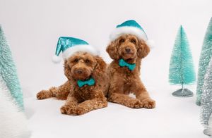 Dog wearing a turquoise Santa hat posing for a luxury Christmas photo session in Bradenton, Florida