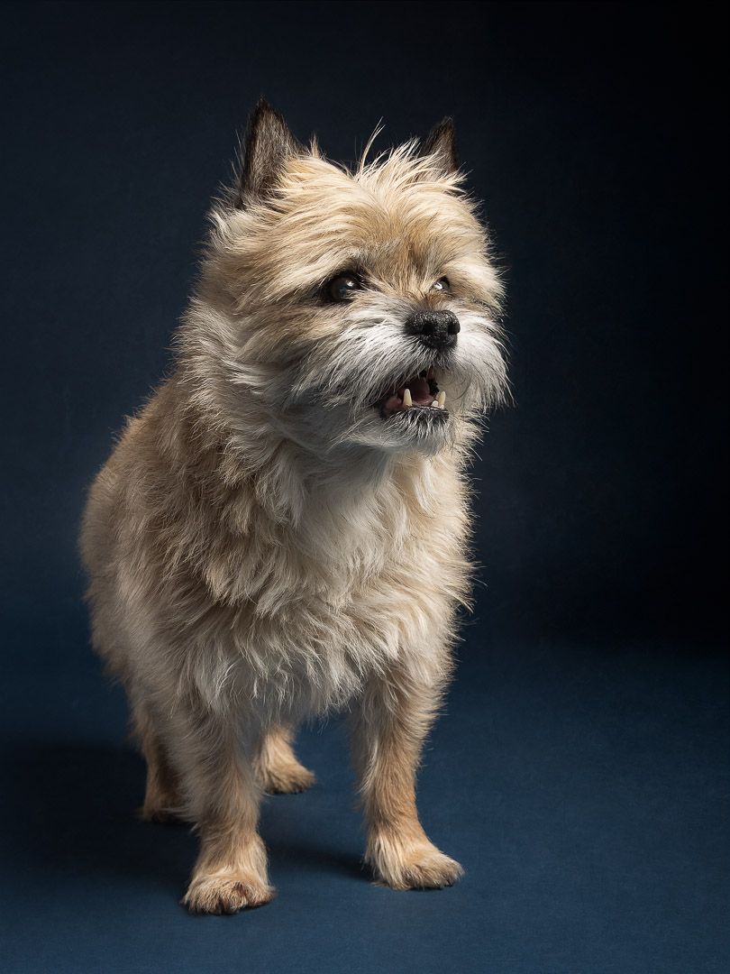 Fine-art hondenportret in de studio, rustige belichting en donkere achtergrond, hondenfotograaf Brabant