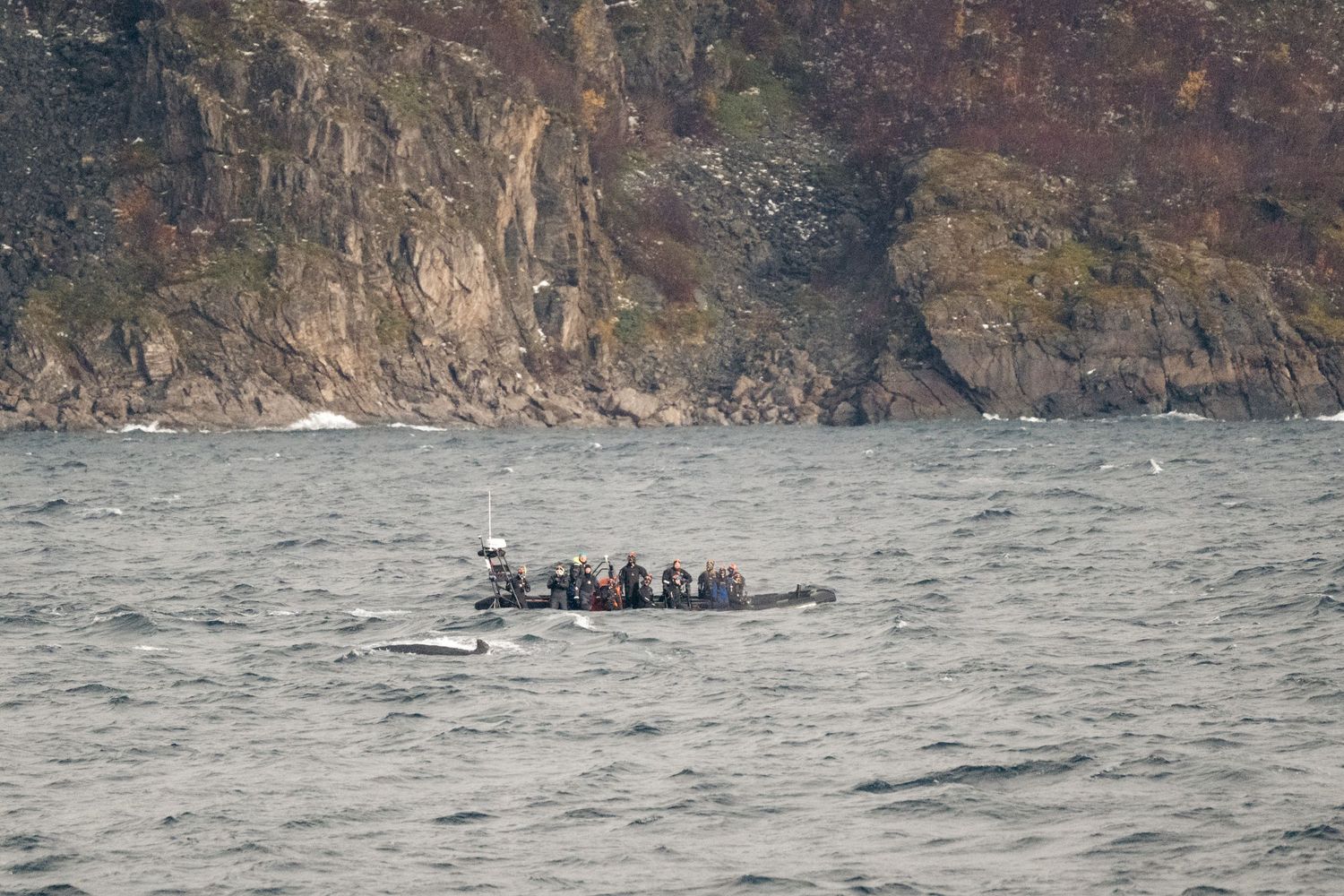 bateau semi-rigide dans le fjord autour de tromso avec une baleine qui passe juste devant