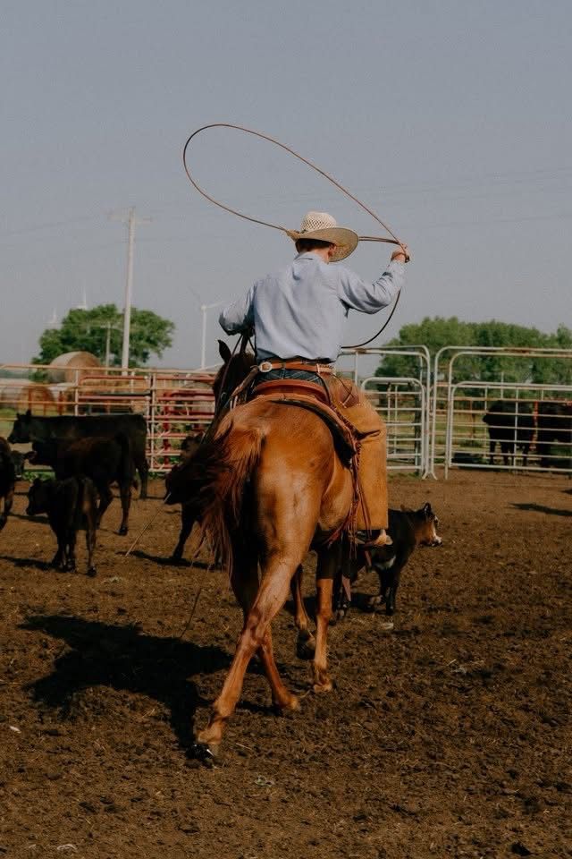 Cowboy on horseback swinging a lasso while roping cattle in a dusty rodeo arena.
