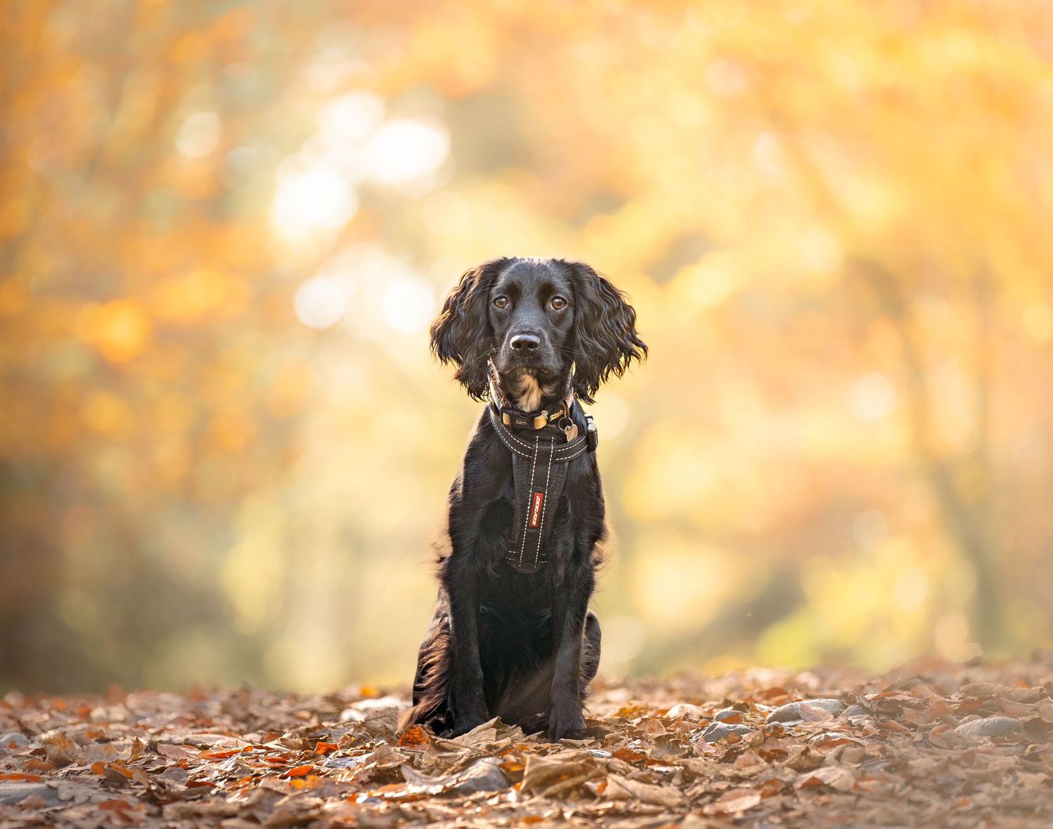 A black dog sits surrounded by fallen autumn leaves in a golden lit forest setting.