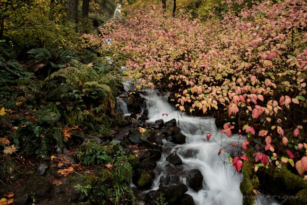 Cascading waterfall surrounded by pink cherry blossoms in a Japanese garden setting.