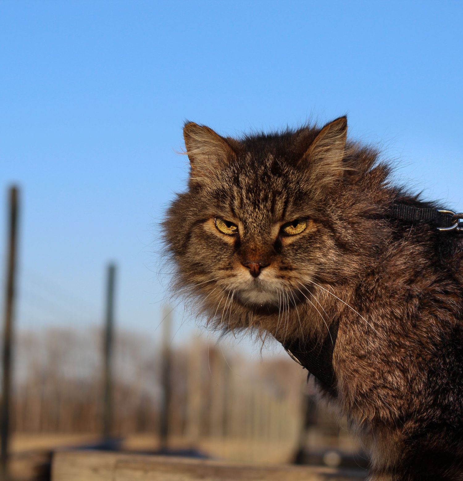 A stern-looking long-haired tabby cat stares intensely against a clear blue sky background.