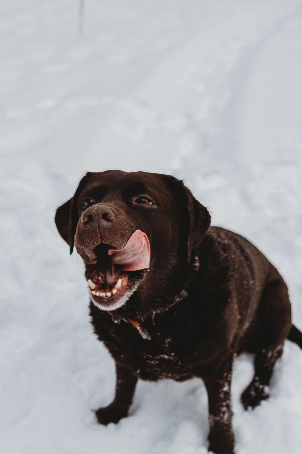 Chocolate labrador plays happily in the snow with a big smile on its face.