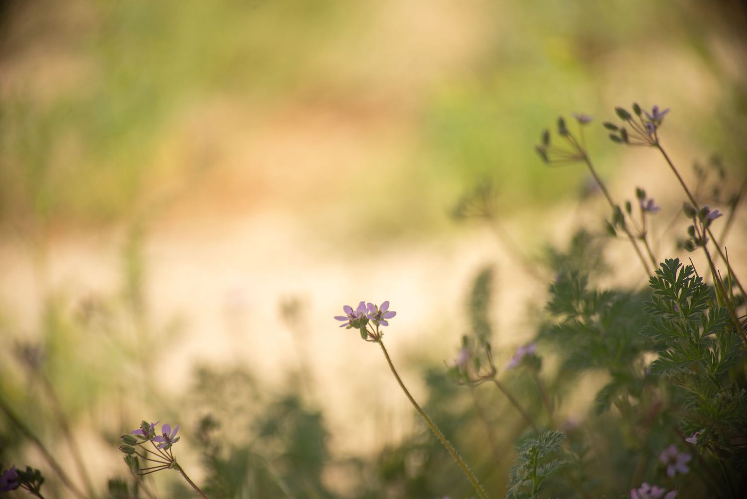 Delicate purple wildflowers bloom among green foliage in soft bokeh nature close-up photograph.