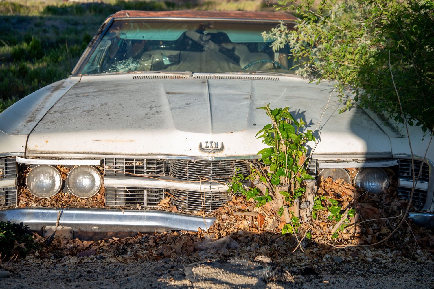 Abandoned vintage white car overgrown with weeds and vegetation in sunny outdoor setting.