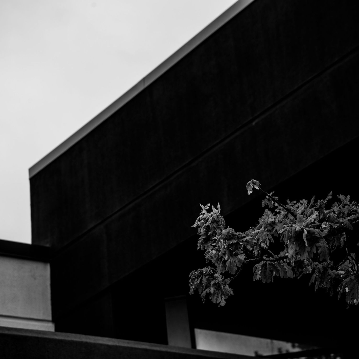 Dark angular building roofline contrasts with bare tree branches in dramatic black and white architecture photo.