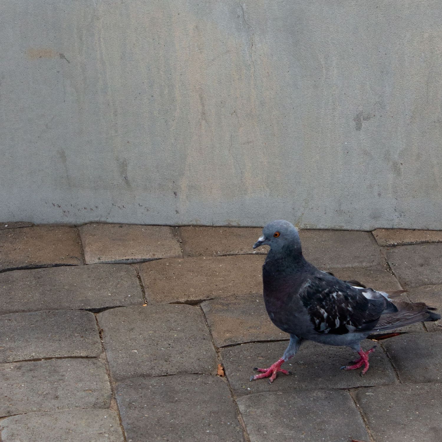 A gray pigeon with pink feet walks on a stone brick pavement near a weathered concrete wall.