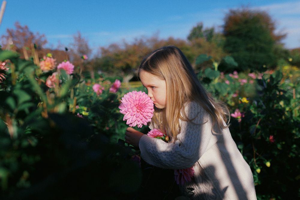 A sequence of photos showing someone photographing a pink rose in a sunlit garden while standing among blooming flowers.