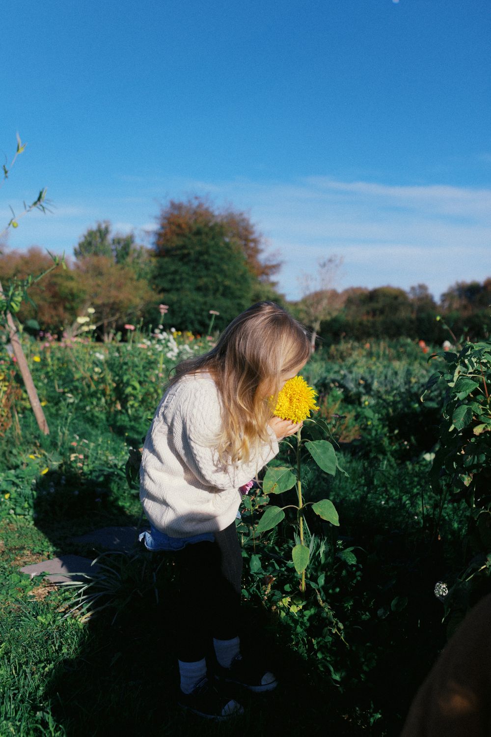 Person in cream sweater smelling a bright yellow sunflower in a lush garden setting.