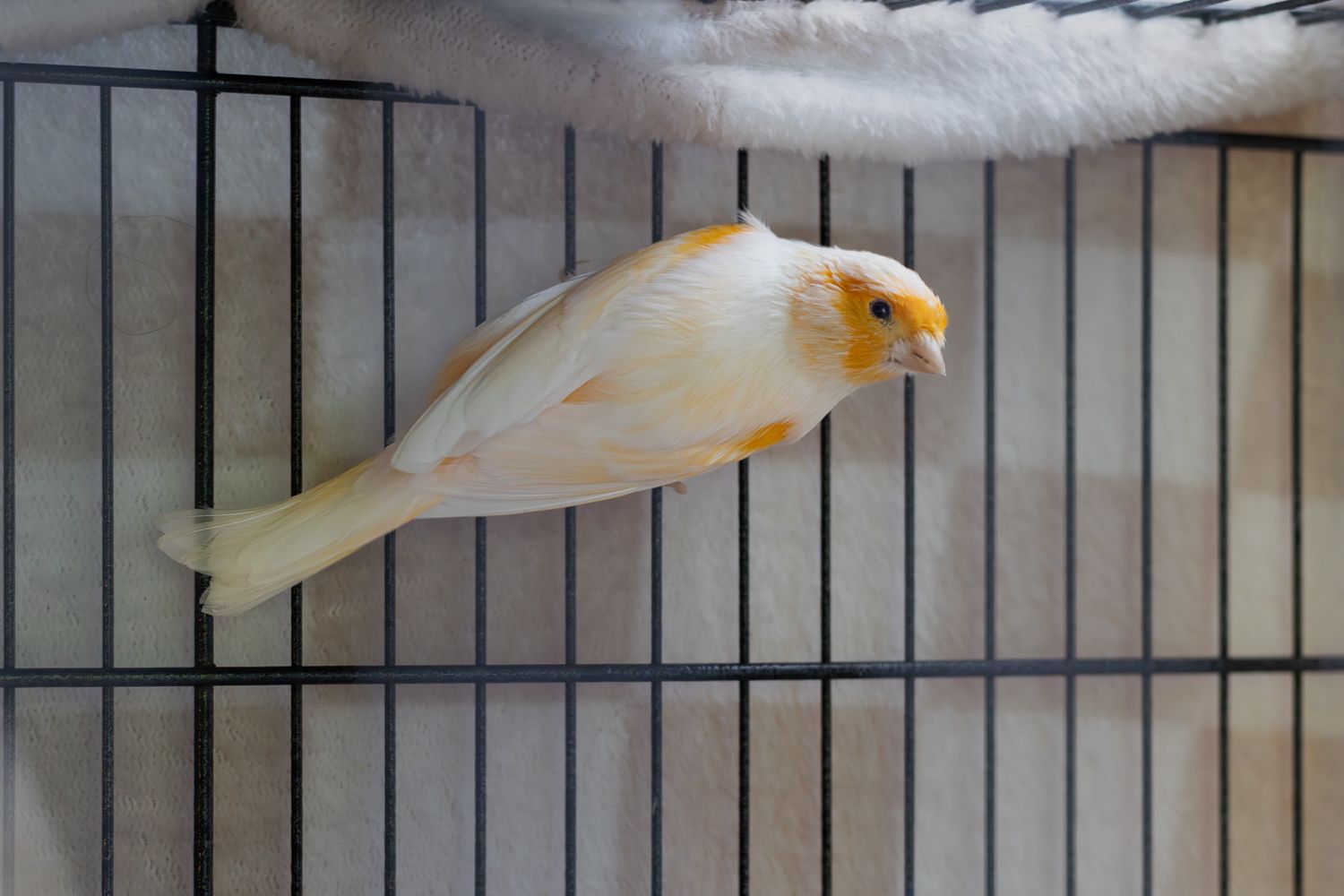 A yellow and white canary clings horizontally to the bars of a metal cage.