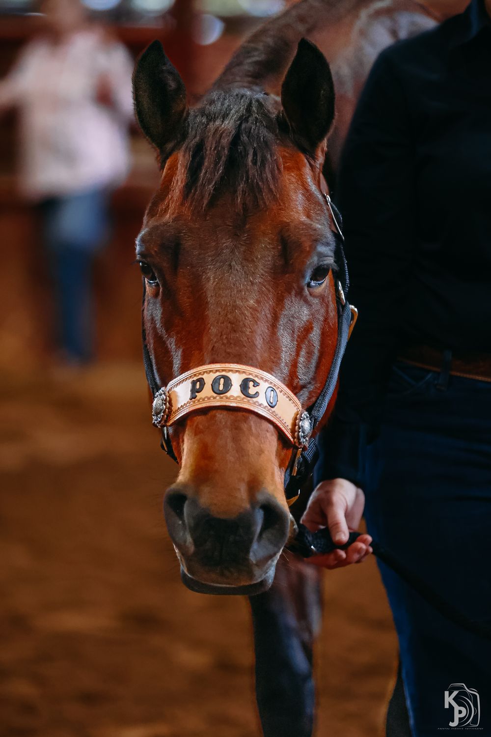 Close-up portrait of a brown horse wearing a halter in low light conditions.