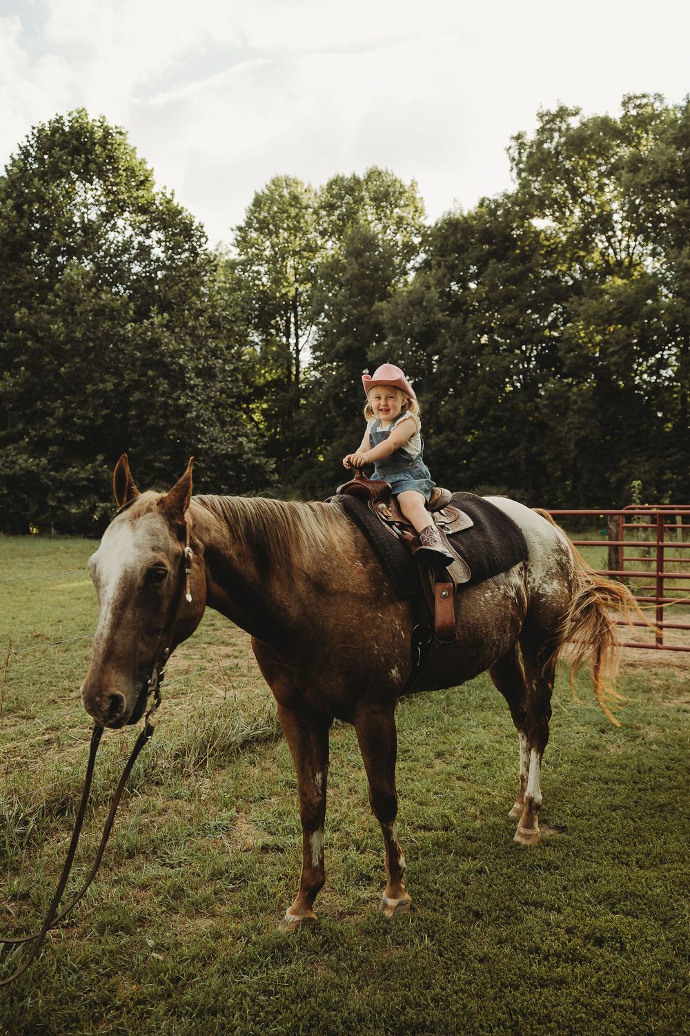 A sequence of photos showing a person petting and interacting with a brown horse in a fenced pasture area.