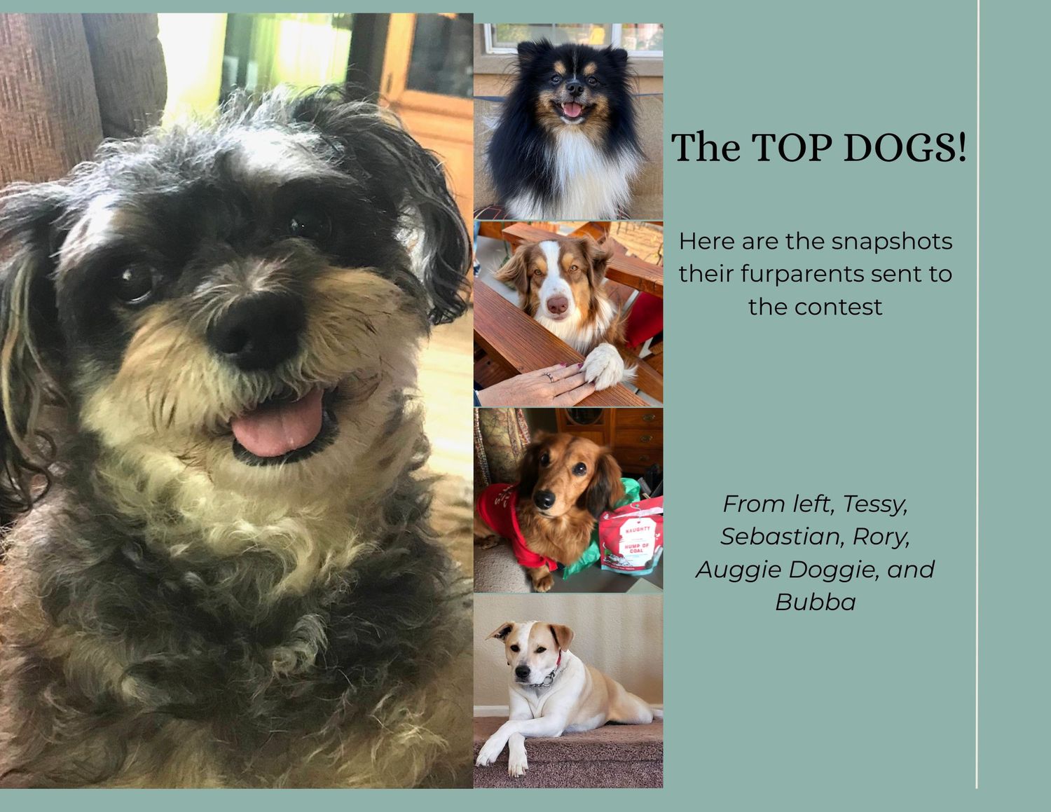 A collage of happy dogs including a smiling black and grey dog and several smaller dogs on a green background.
