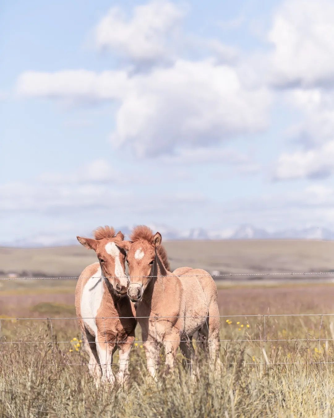 Two Icelandic horses standing close together in a windy field.
