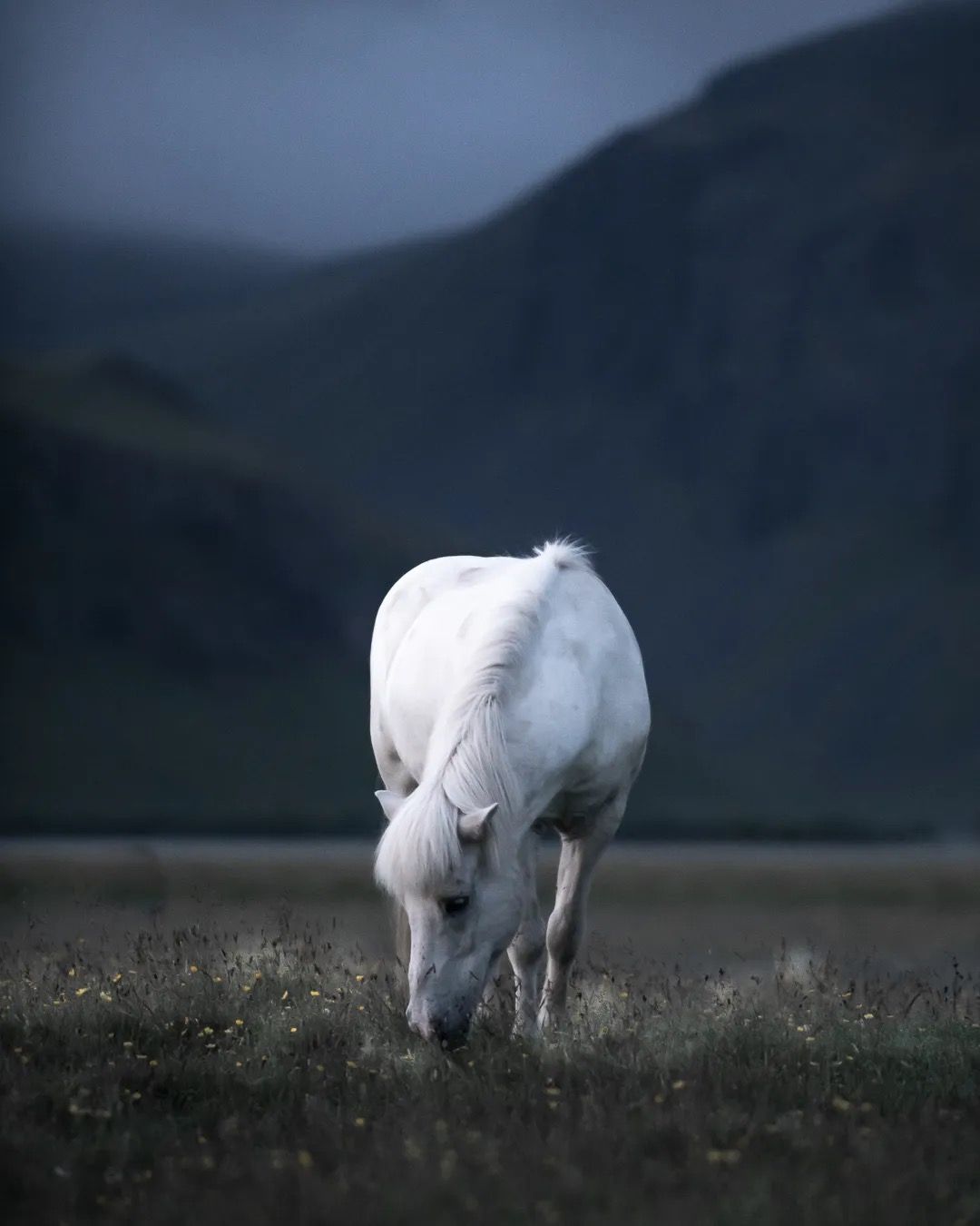 White horse grazing in a field with dark Icelandic mountains behind.