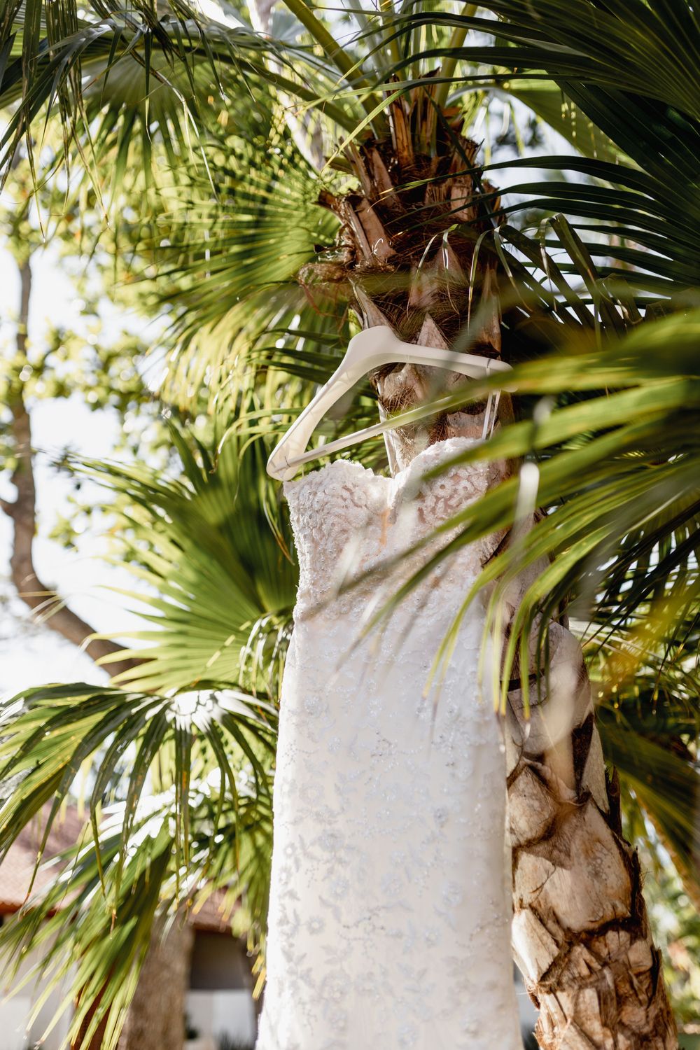 White lace wedding dress hanging on a hanger from a tropical palm tree outdoors in sunlight.