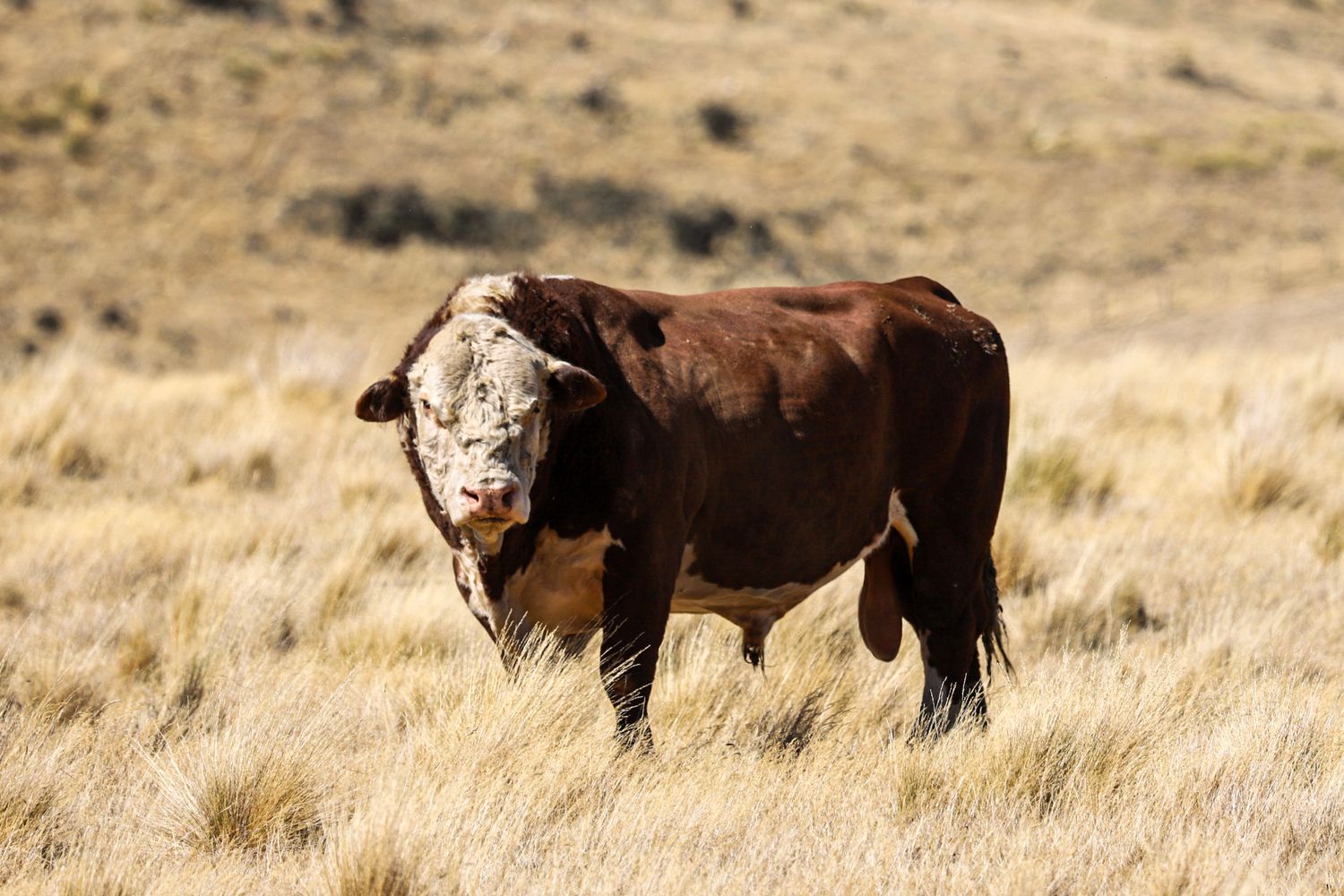 hereford-bull-station-cattle-station-life-high-country-farming-whisky-creek.jpg