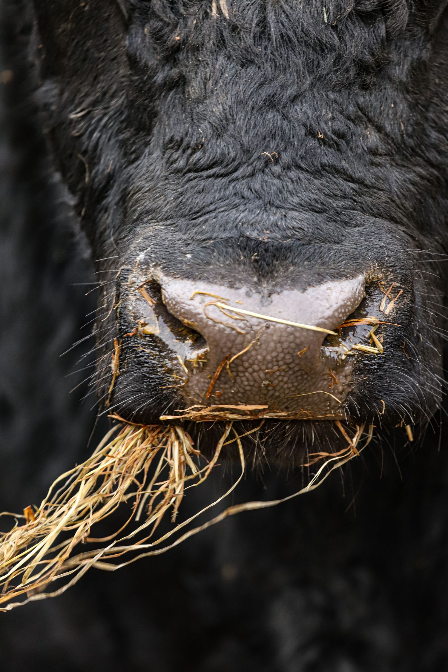 mt-possession-angus-bull-sale-2024-angus-bull-nose-portrait-whisky-creek.jpg