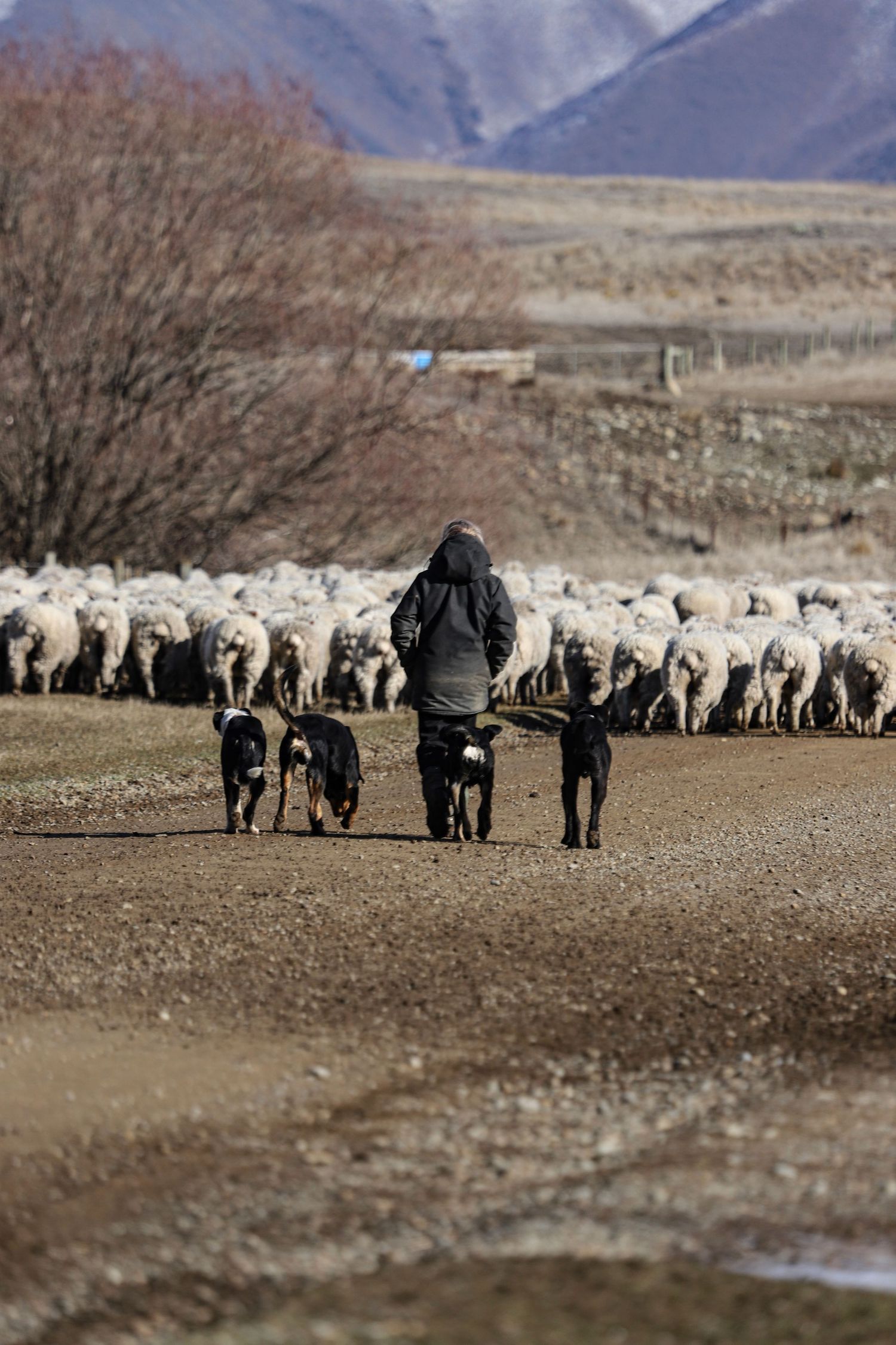 farmer-shifting-sheep-down-the-road-whisky-creek.jpg