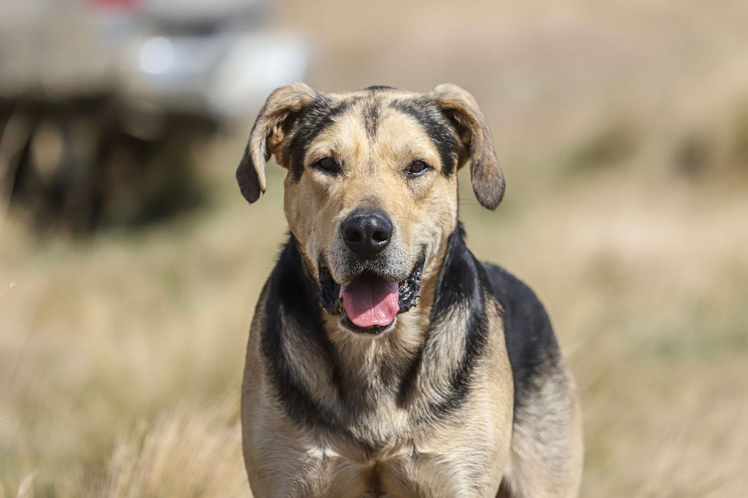 huntaway-working-dog-image-portrait-whisky-creek.jpg