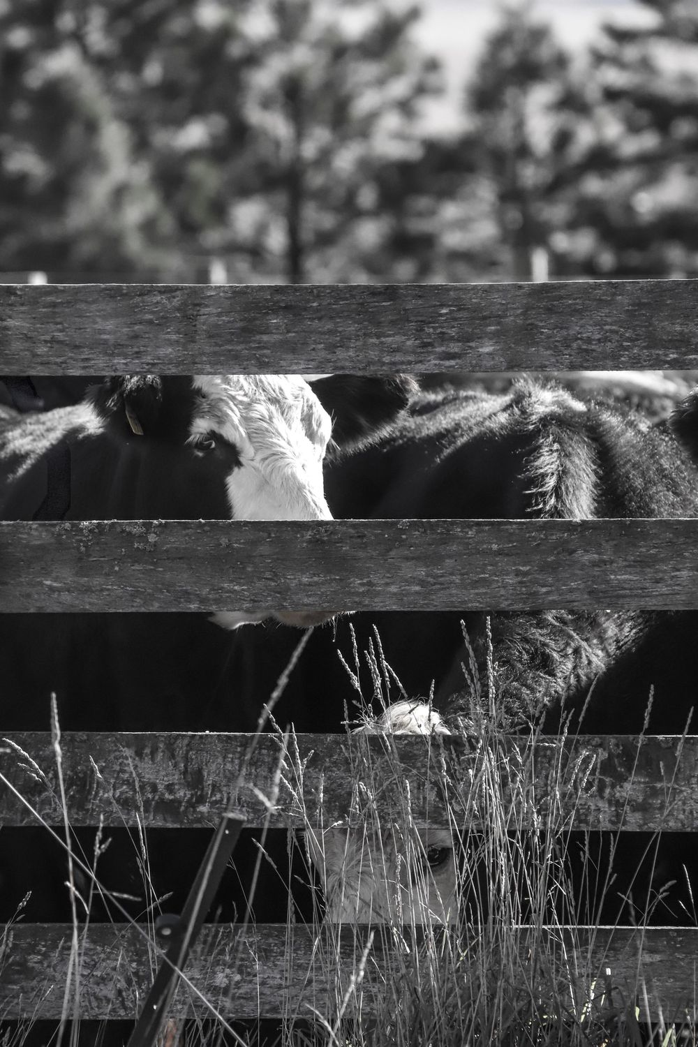 beef-cattle-in-yards-for-weaning-portriat-whisky-creek.jpg